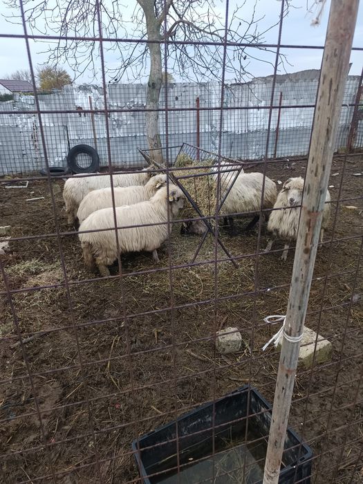 Am de vânzare șase oi.