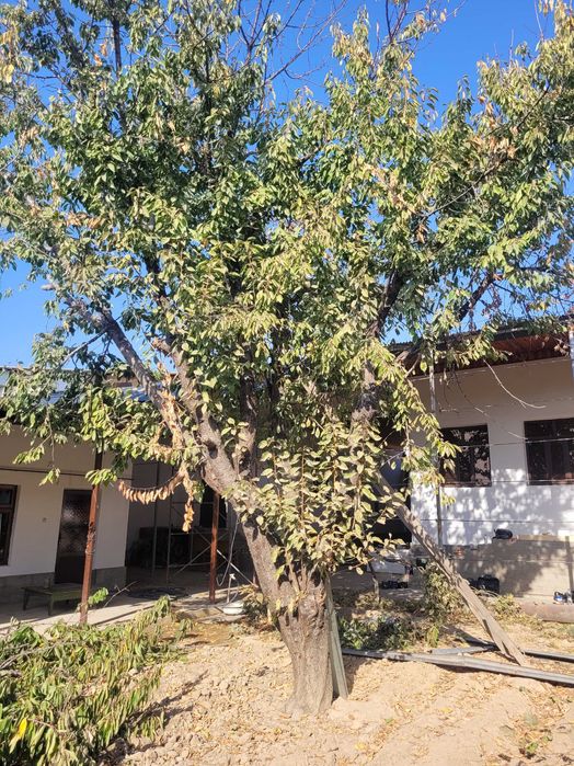 Драва otin bor orik daraxki gilosyam kesib ob ketsa boladi