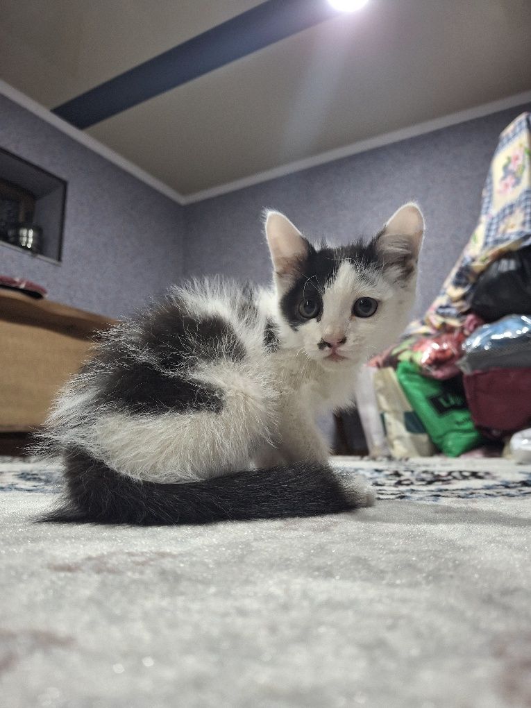 Отдам котёночка.