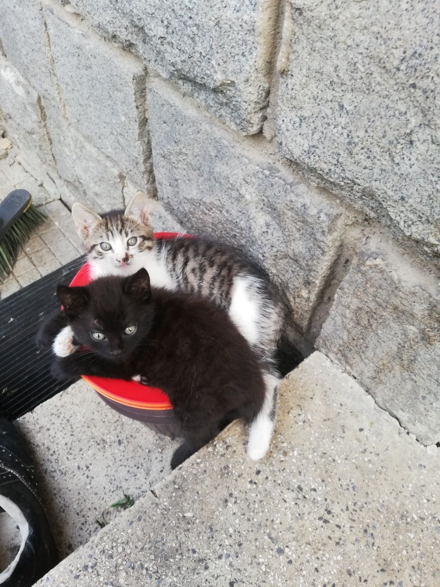 Подарявам Котета