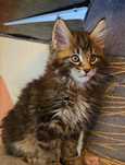 Уникални котенца мейн кун