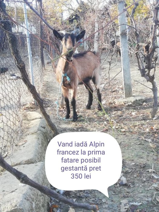 Vând 7 capre și un țap