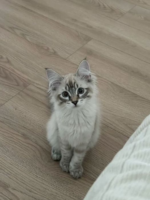 Отдам котенка в надёжные руки