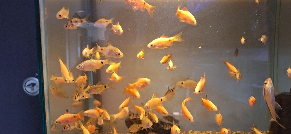 Pesti de acvariu. Scalari