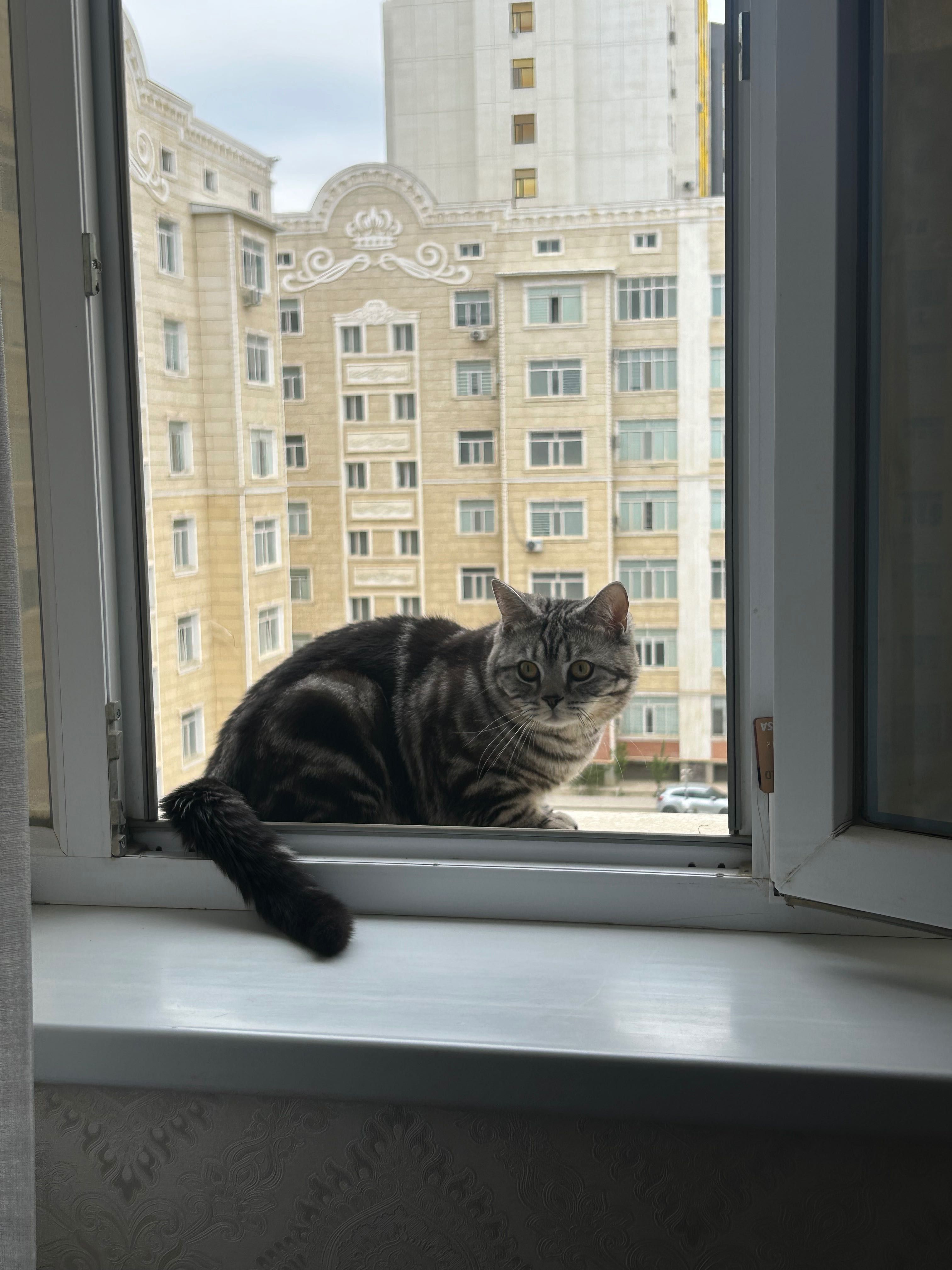 Шотландский кот!