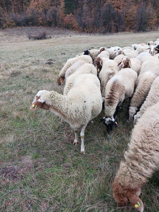 Продавам овце Аваси и Асаф