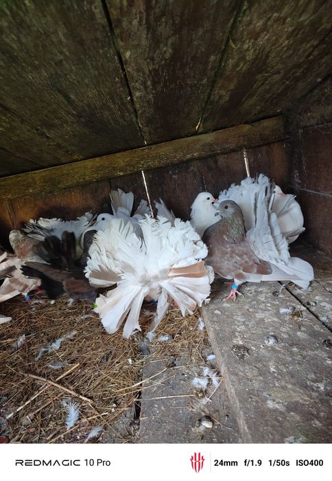 Vand Porumbei voltați