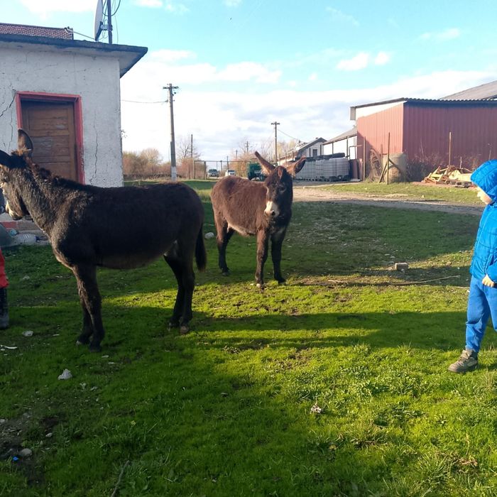 Vand 2 mărgărite și un magar