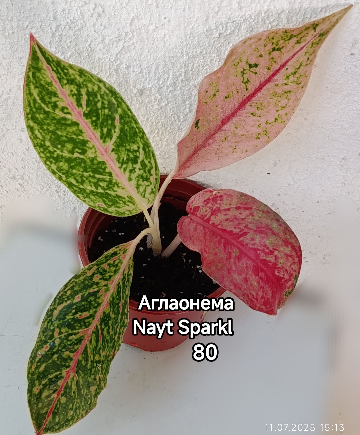 Продаются комнатные цветы