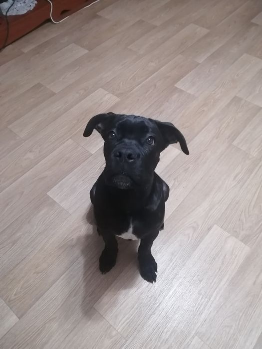 Продам собаку породы Кане Корсо , документы, клеймо