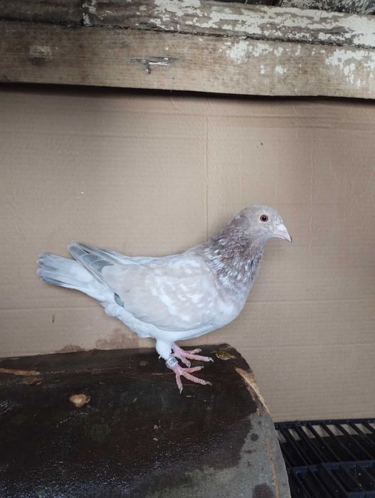 Porumbei reduced și Dominant Opal  de vânzare