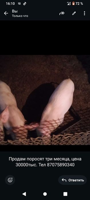 Продам поросят три месяца