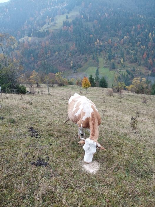 Vaca de vanzaree