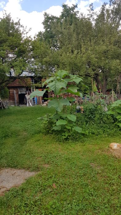 Pui de Paulownia
