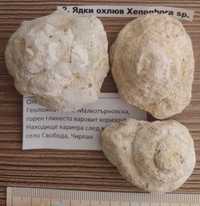 Фосили охлюви от България