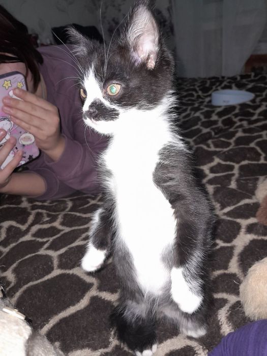 Отдадим в добрые руки котят