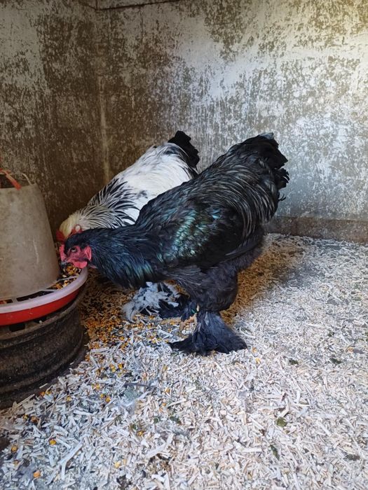 Vand gaini si cocosi brahma!