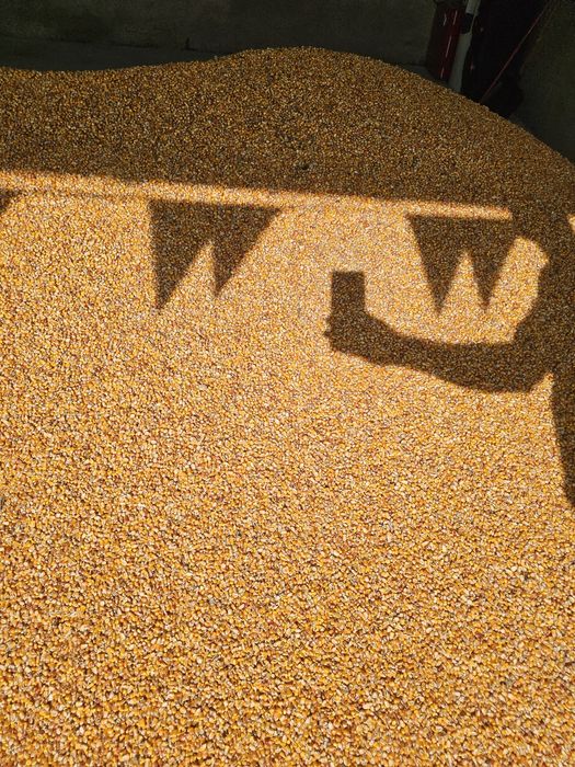 Porumb boabe de vanzare