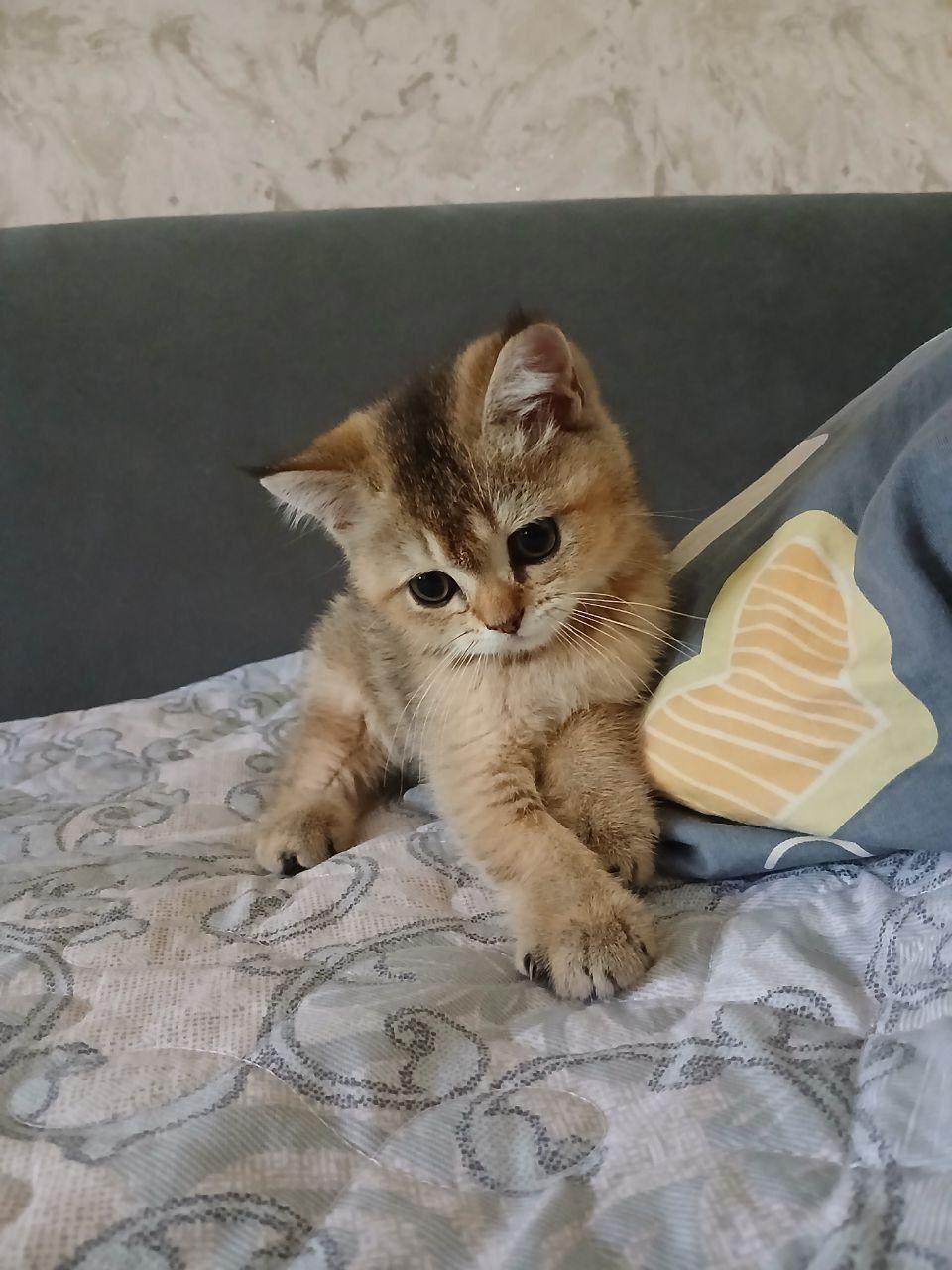 продаю скоттиш страйт шиншил