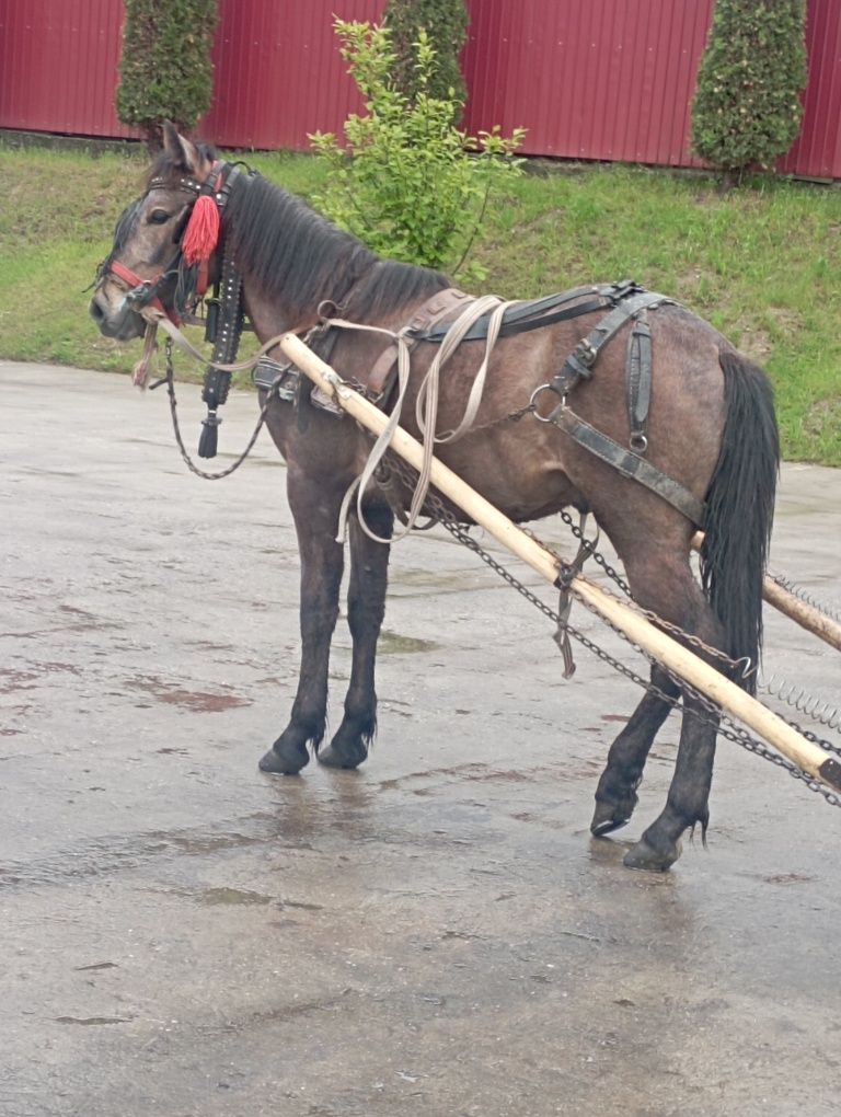 De vânzare crlan