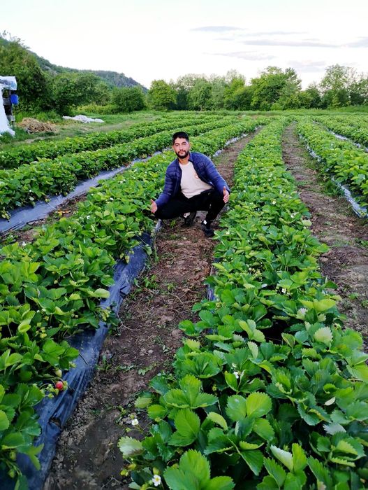 Качествен разсад ягоди български