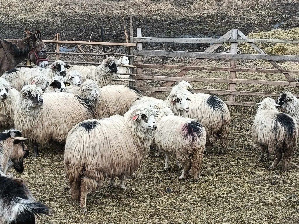 De vânzare oi si capre!