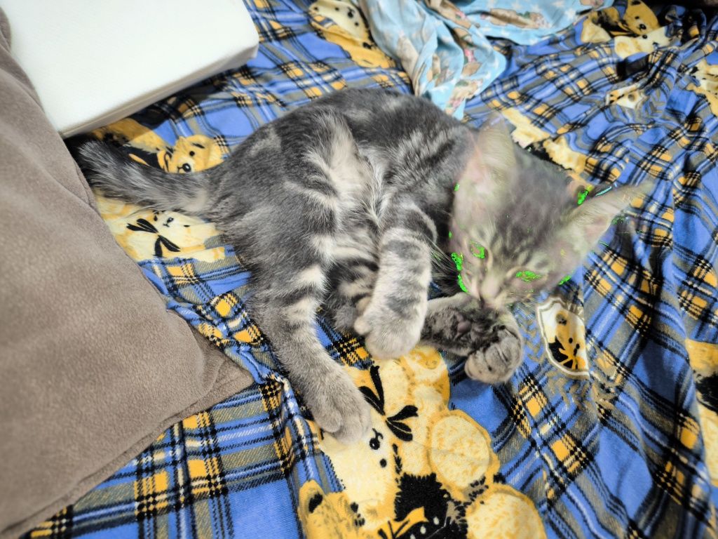 Скотиш страйт котенок два месяца
