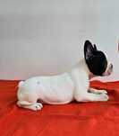 Mascul bulldog rancez