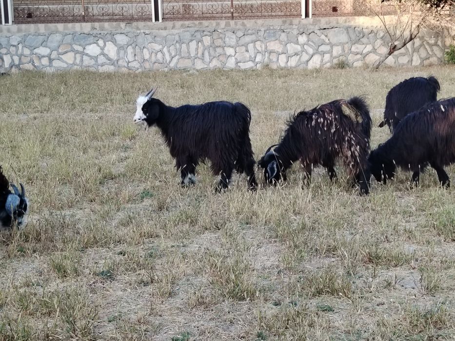 Moda  qisir uloqlar sotiladi