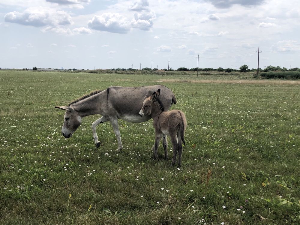 Lapte proaspăt de măgăriță