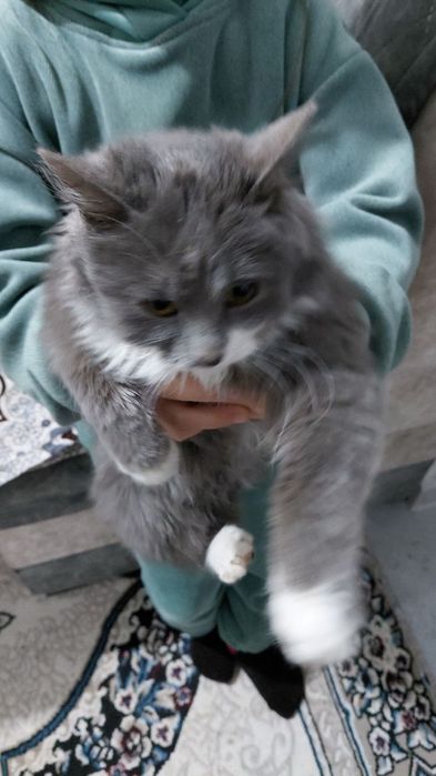 Мушик сотилади пародаси Хасан