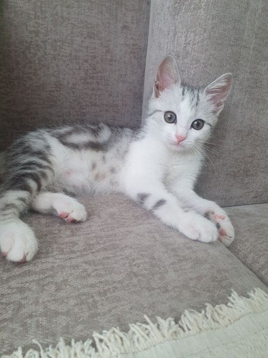 Отдадим котёнка за символическую цену