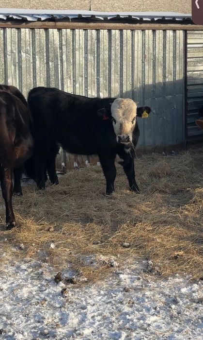 9 подсосных бычков