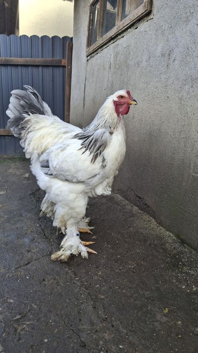 Vând cocoș brahma HDA