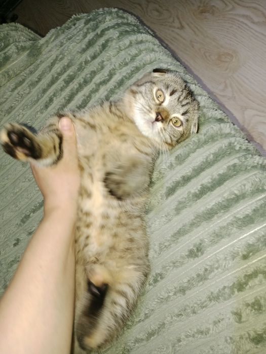 Вислоухая девочка 4 мес
