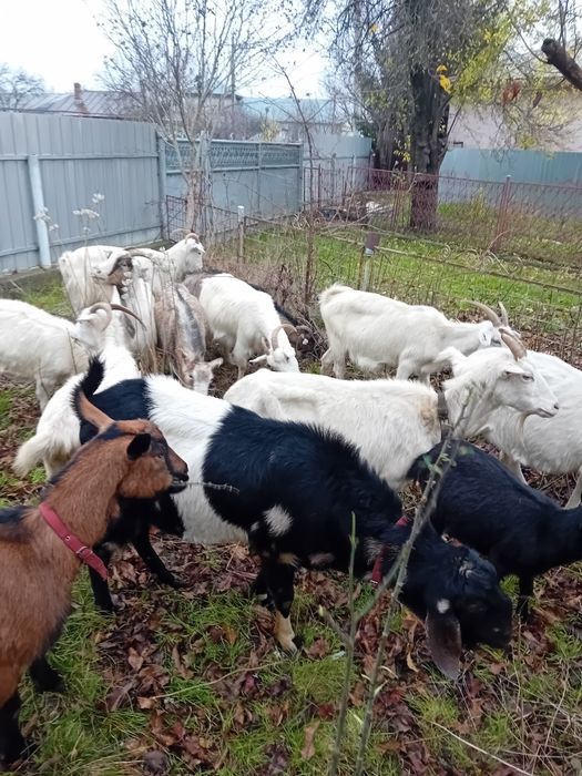 Capre sannen gestante