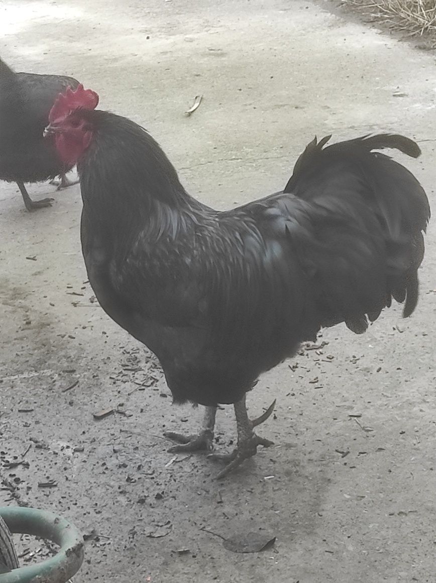 Ouă australorp incubație