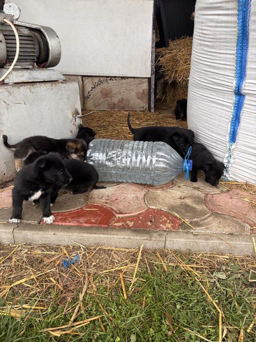 Donez căței!Ofer spre adoptie catei frumosi si jucăuși .