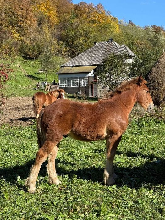 Vand manz de 5 luni si iapa