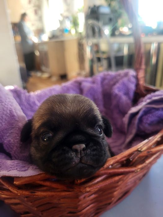 Продаются щенки мопса