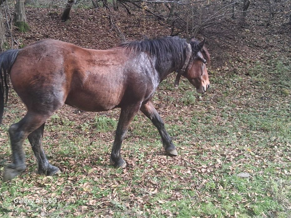 Vând mânz de 2 ani jumate