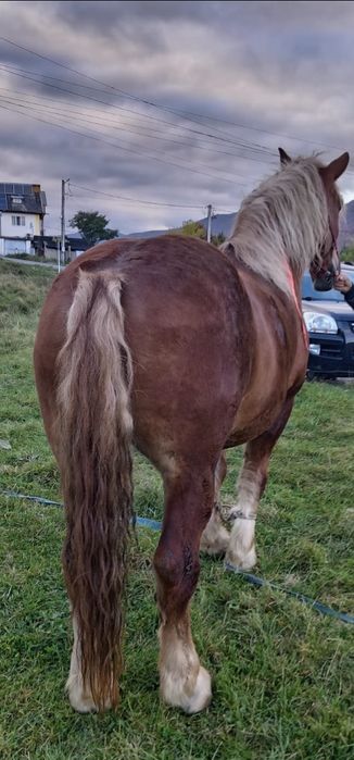 Vând   sau schimb  cal