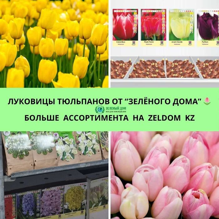 Луковицы тюльпанов нарциссов гиацинтов