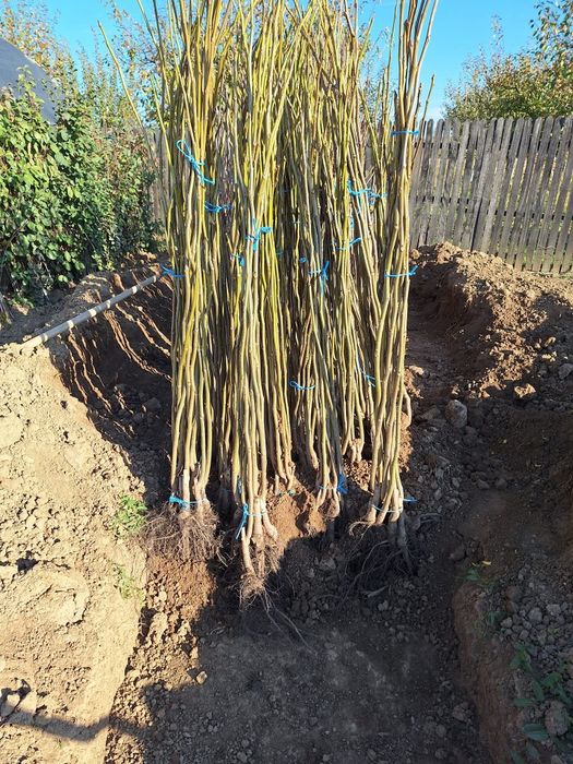 Pomi fructiferi diferite soiuri  plante ornamente  și  vită de vie