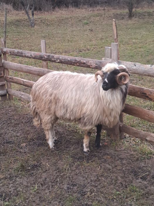 Vand berbec stramior