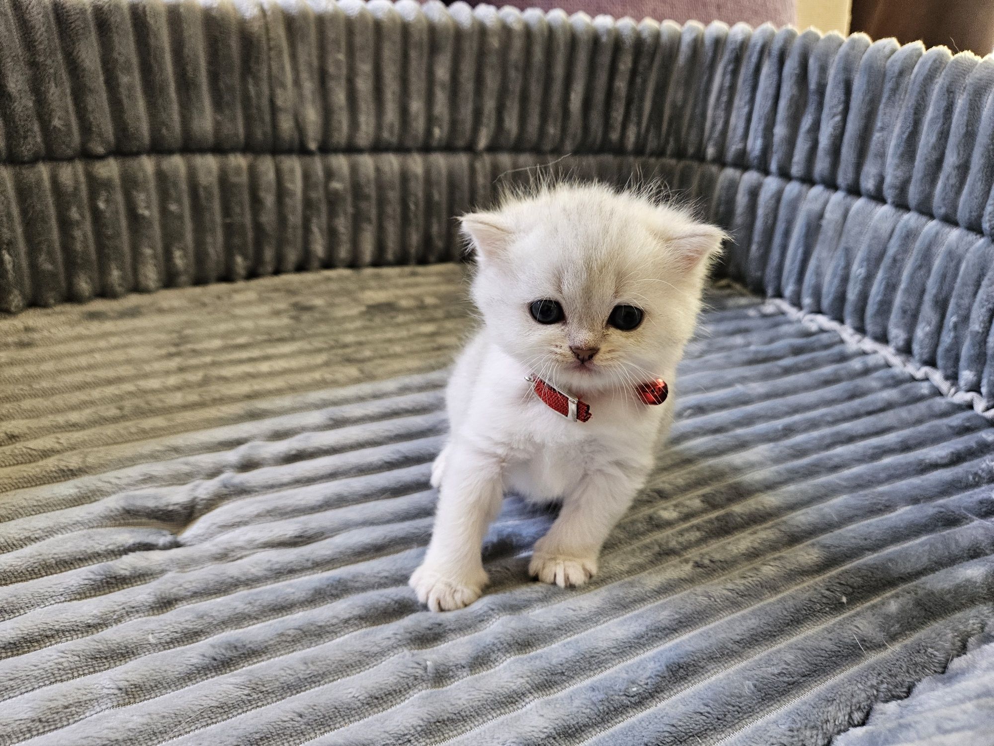 Vand pui de British Shorthair