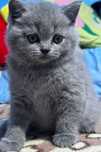 British shorthair