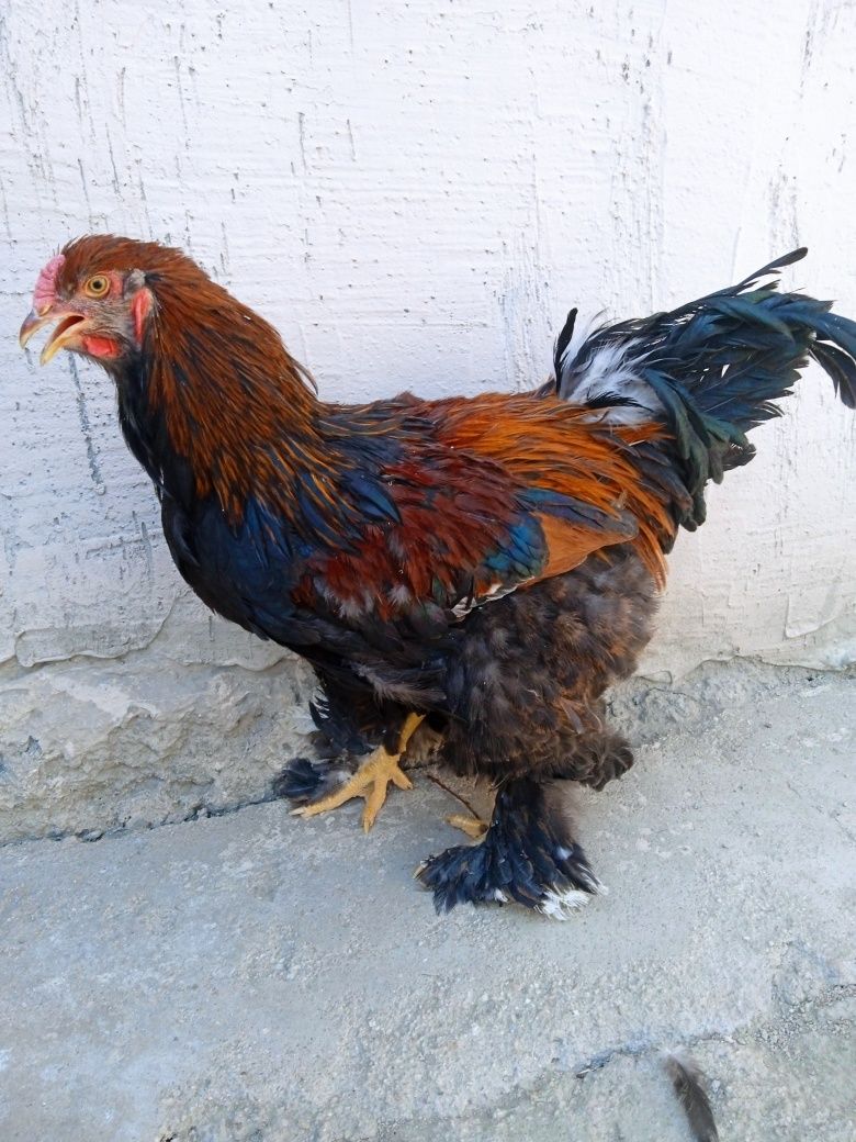 Brama parselan xo'rozlari