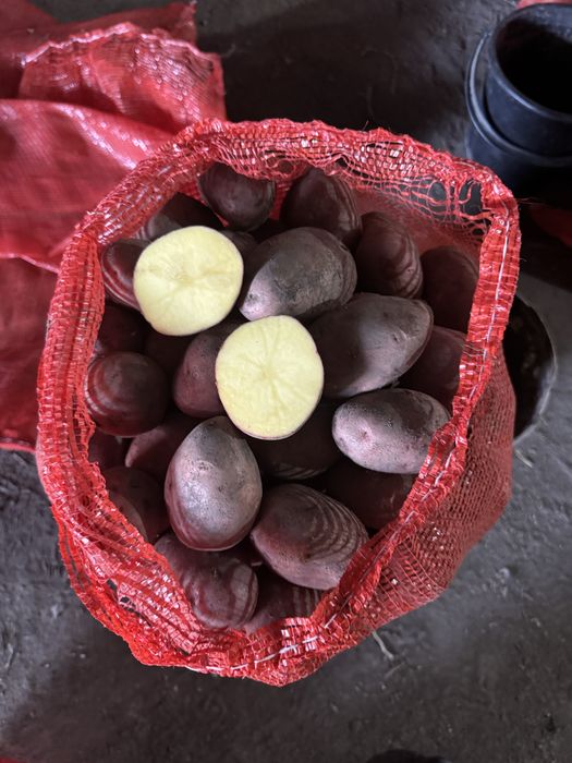 Продам не поливной картофель
