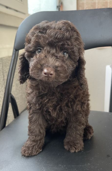 Мини пудели - кафяви